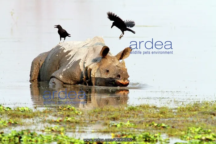: One-horned Rhinoceros - & Ravens - in the river : One-horned Rhinoceros - & Ravens - in the river