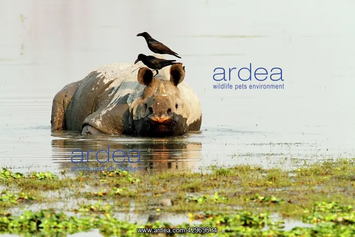 : One-horned Rhinoceros - & Ravens - in the river : One-horned Rhinoceros - & Ravens - in the river