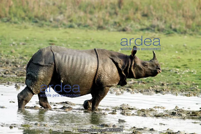 : One-horned Rhinoceros - in the swamps : One-horned Rhinoceros - in the swamps