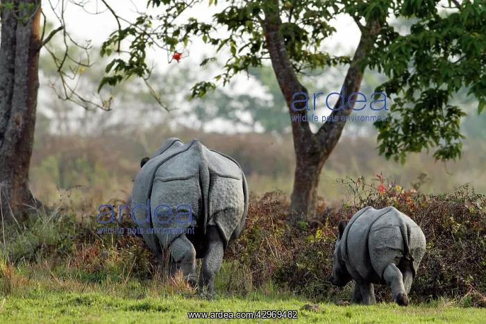 : One-horned Rhinoceros - & young one : One-horned Rhinoceros - & young one