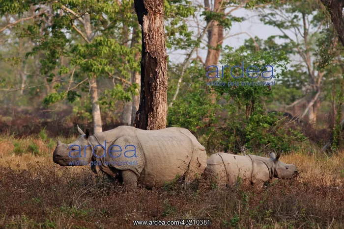 : One-horned Rhinoceros and young feeding : One-horned Rhinoceros and young feeding