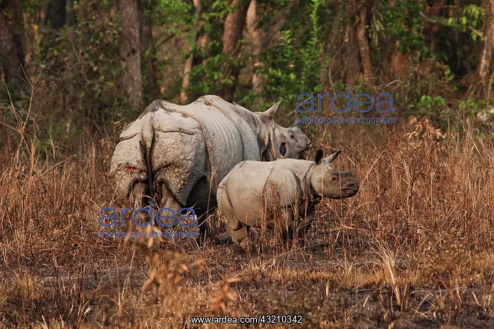 : One-horned Rhinoceros and young Kaziranga : One-horned Rhinoceros and young Kaziranga