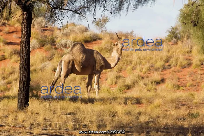 : One-humped Camel / Dromedary / Dromedary Camel : One-humped Camel / Dromedary / Dromedary Camel