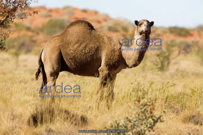 : One-humped Camel / Dromedary / Dromedary Camel : One-humped Camel / Dromedary / Dromedary Camel