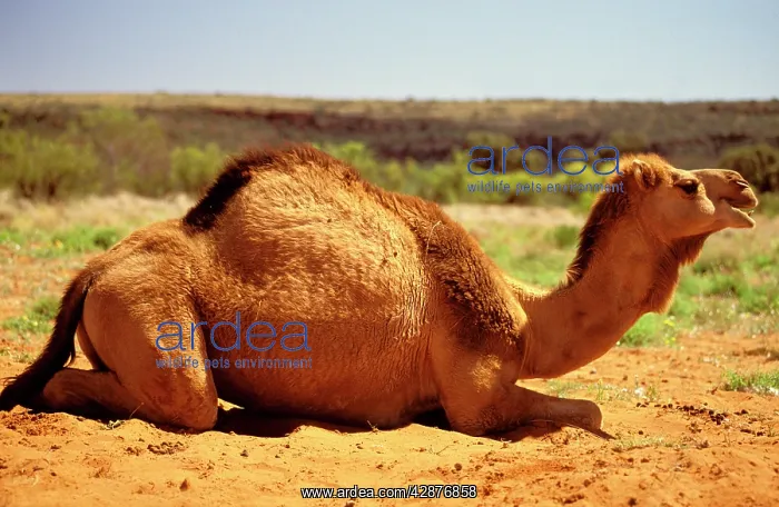 : One-humped Camel / Dromedary - lying down : One-humped Camel / Dromedary - lying down