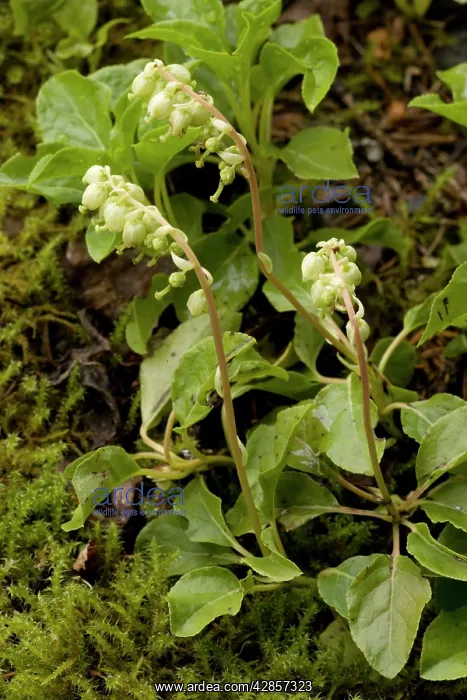 : One-sided wintergreen or serrated wintergreen : One-sided wintergreen or serrated wintergreen