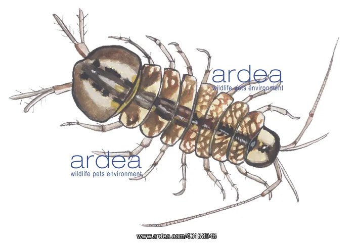 : one-spotted waterlouse : one-spotted waterlouse