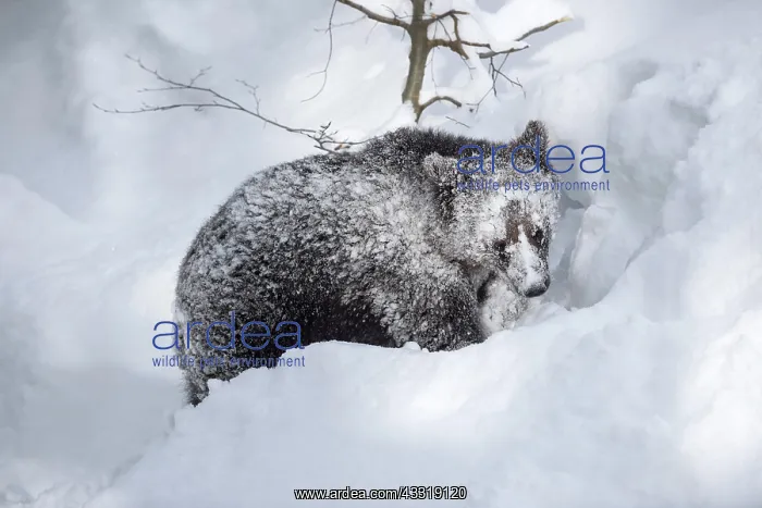: One-year-old European brown bear (Ursus arctos arctos) : One-year-old European brown bear (Ursus arctos arctos)
