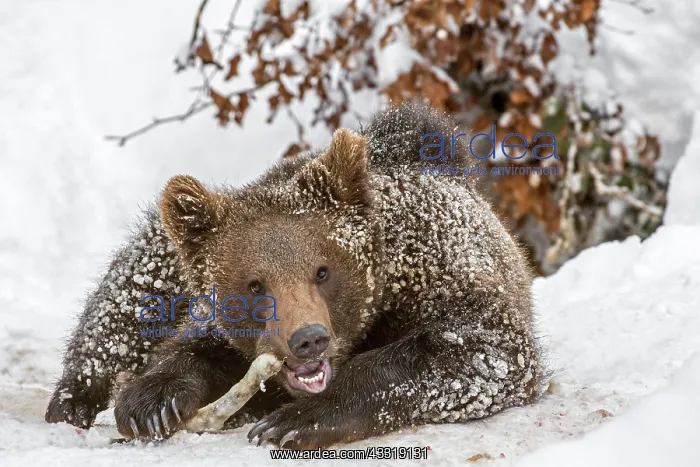 : One-year-old European brown bear (Ursus arctos arctos) : One-year-old European brown bear (Ursus arctos arctos)