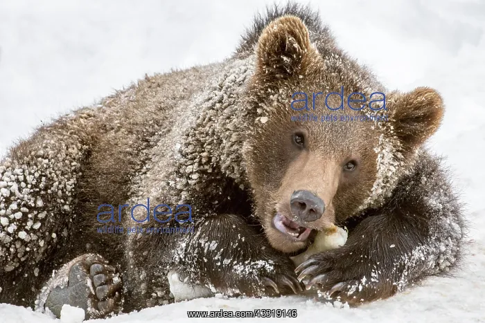 : One-year-old European brown bear (Ursus arctos arctos) : One-year-old European brown bear (Ursus arctos arctos)