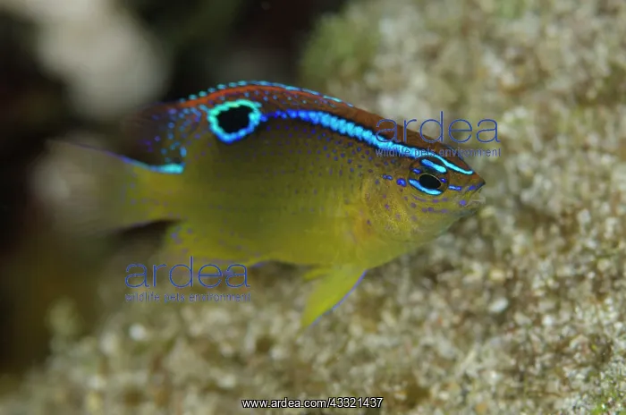 : Onespot Damselfish - juvenile : Onespot Damselfish - juvenile