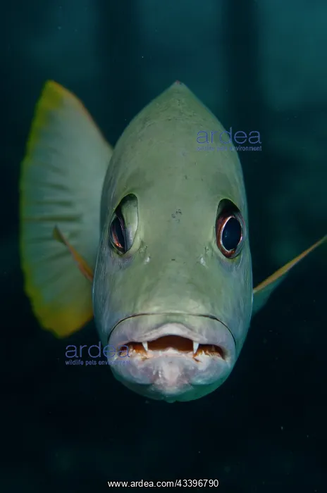 : Onespot Snapper : Onespot Snapper