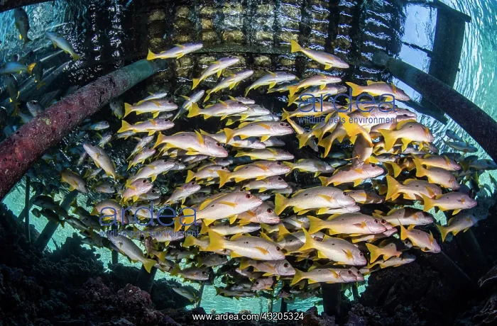 : Onespot snapper (Lutjanus monostigma) under a pontoon : Onespot snapper (Lutjanus monostigma) under a pontoon
