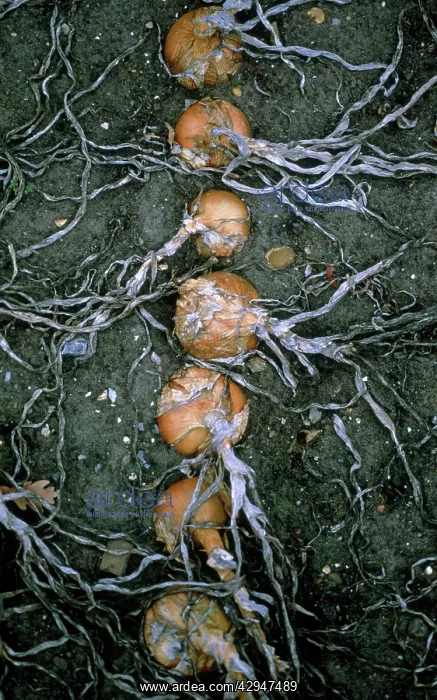 : Onion, Allium cepa : Onion, Allium cepa