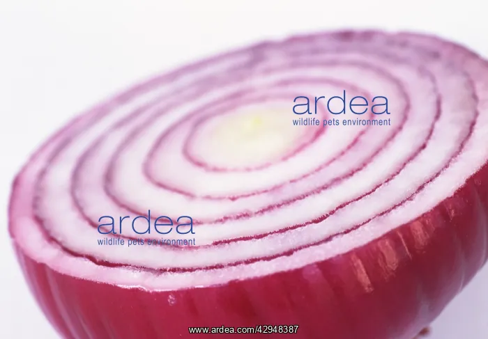  : Onion, Allium cepa