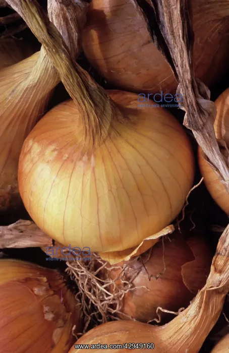 : Onion, Allium cepa : Onion, Allium cepa