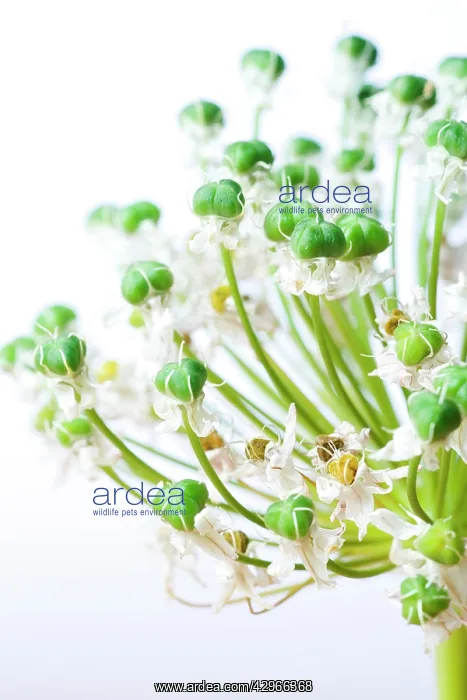 : Onion, Allium cepa : Onion, Allium cepa