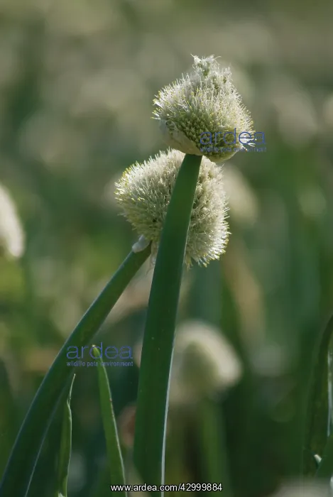 : Onion, Allium cepa : Onion, Allium cepa