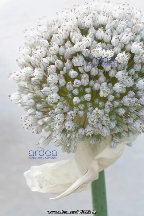 : Onion, Allium cepa : Onion, Allium cepa