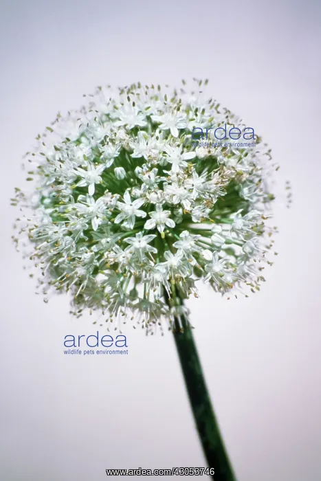 : Onion, Allium cepa : Onion, Allium cepa