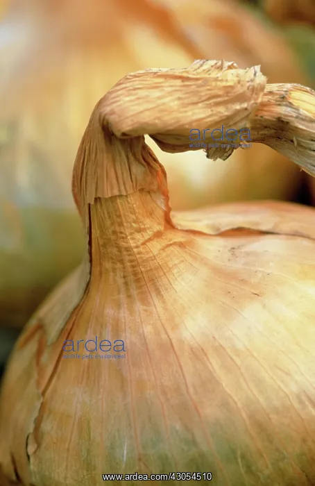 : Onion, Allium cepa : Onion, Allium cepa