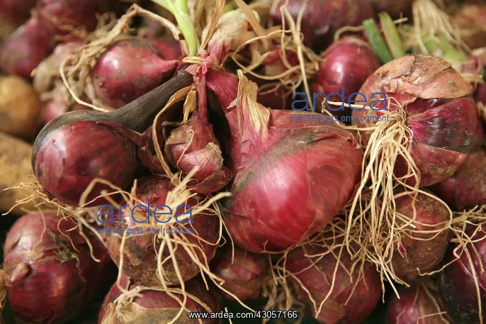 : Onion, Allium cepa : Onion, Allium cepa