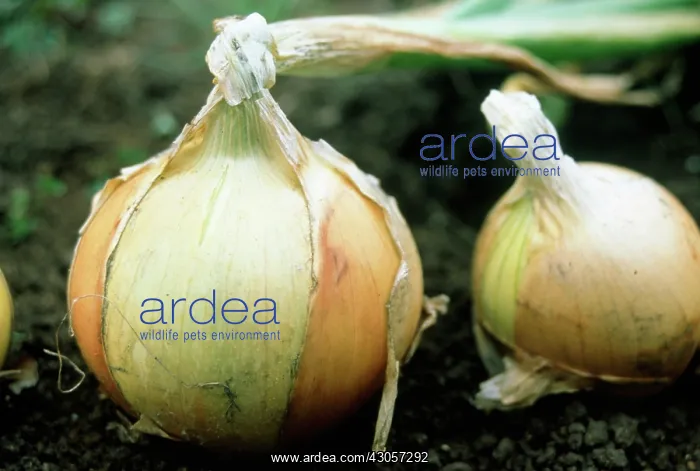 : Onion, Allium cepa : Onion, Allium cepa