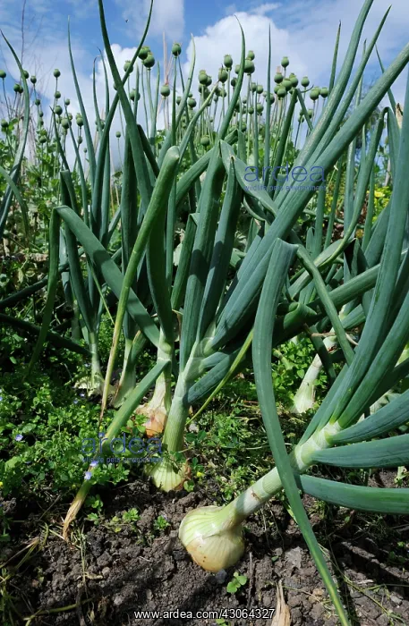 : Onion, Allium cepa : Onion, Allium cepa