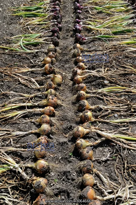 : Onion, Allium cepa : Onion, Allium cepa