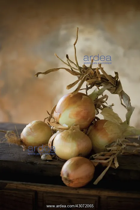 : Onion, Allium cepa : Onion, Allium cepa