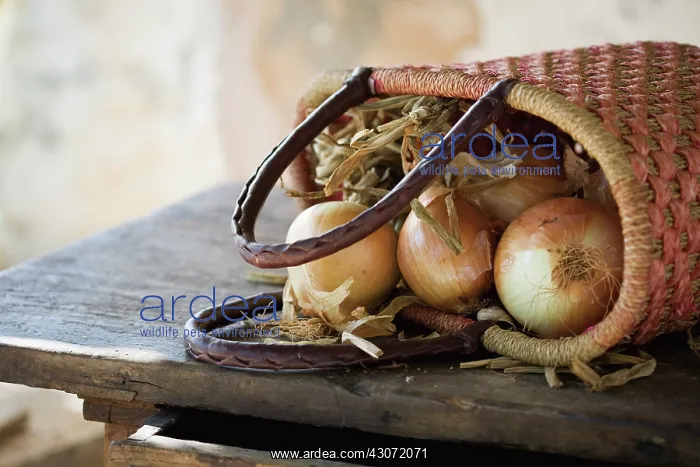 : Onion, Allium cepa : Onion, Allium cepa