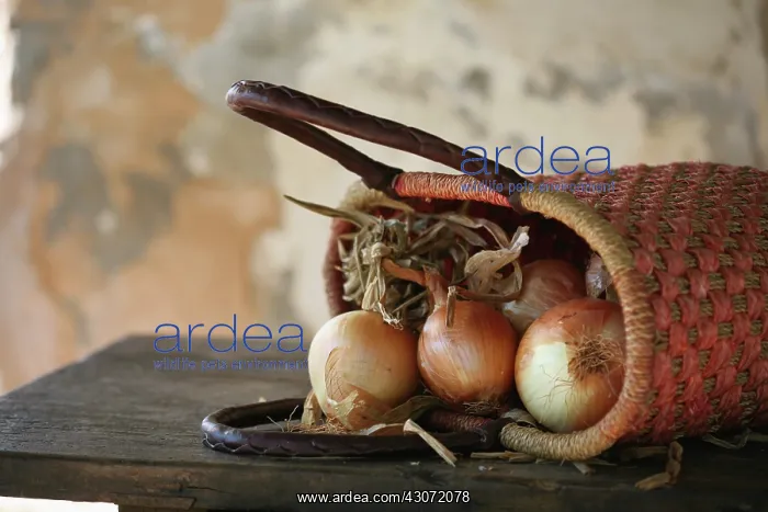 : Onion, Allium cepa : Onion, Allium cepa