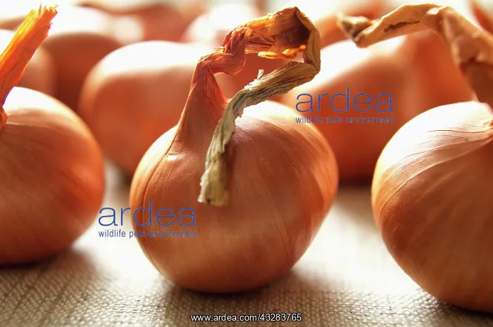 : Onion, Allium cepa : Onion, Allium cepa