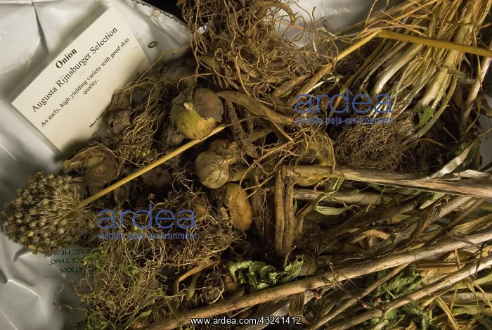 : Onion, Allium cepa Augustus Rijnsburger''Egmont Gold : Onion, Allium cepa Augustus Rijnsburger''Egmont Gold
