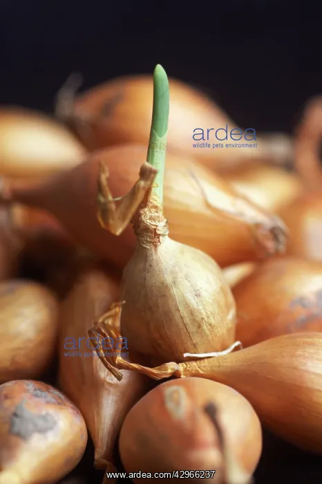 : Onion, Allium cepa Sturon : Onion, Allium cepa Sturon