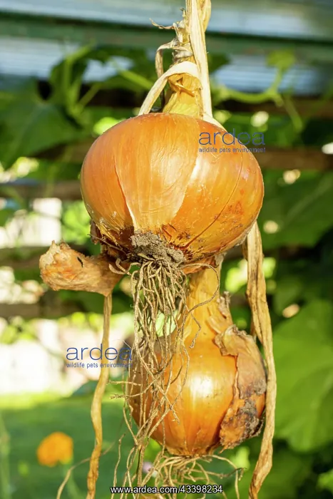 : Onion, Allium cepa Sturon : Onion, Allium cepa Sturon