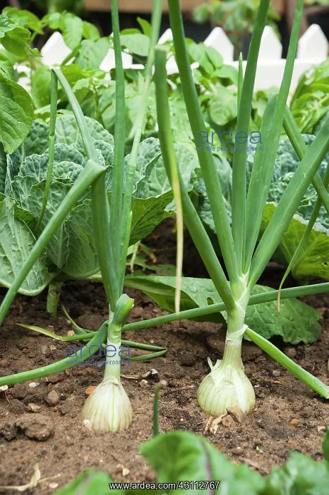 : Onion, Allium cepa, Side view of two onions growing : Onion, Allium cepa, Side view of two onions growing