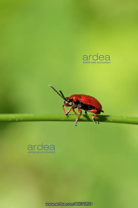 : Onion Beetle (Lilioceris merdigera). Ismanstorp : Onion Beetle (Lilioceris merdigera). Ismanstorp