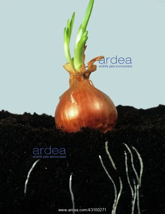 : Onion bulb : Onion bulb
