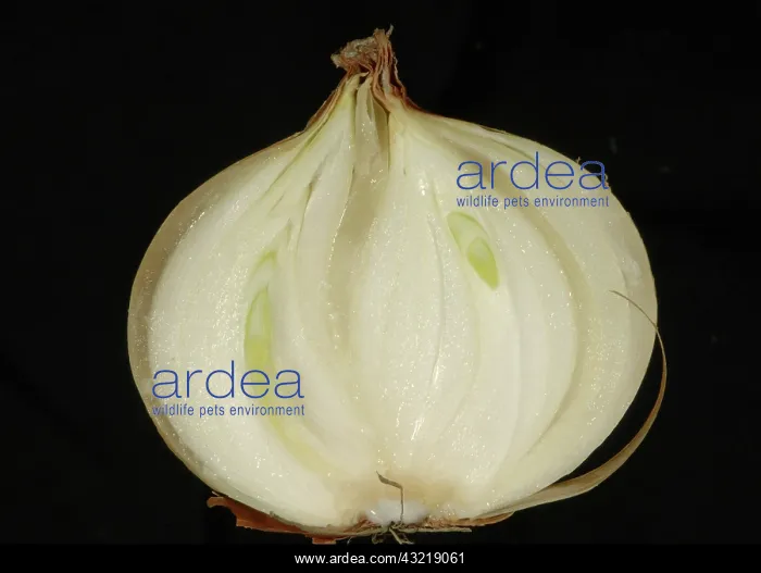 : Onion bulb with soft rot : Onion bulb with soft rot