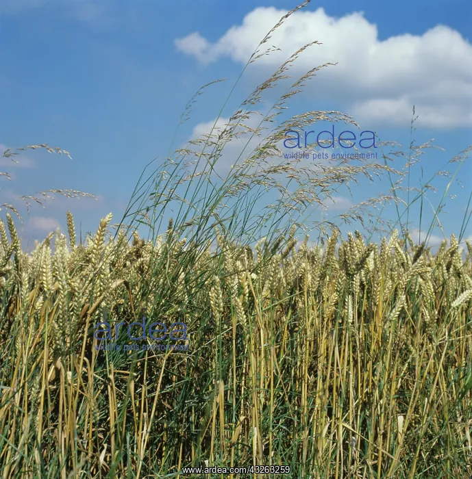 : Onion Couch (Arrhenatherum elatius) weeds : Onion Couch (Arrhenatherum elatius) weeds