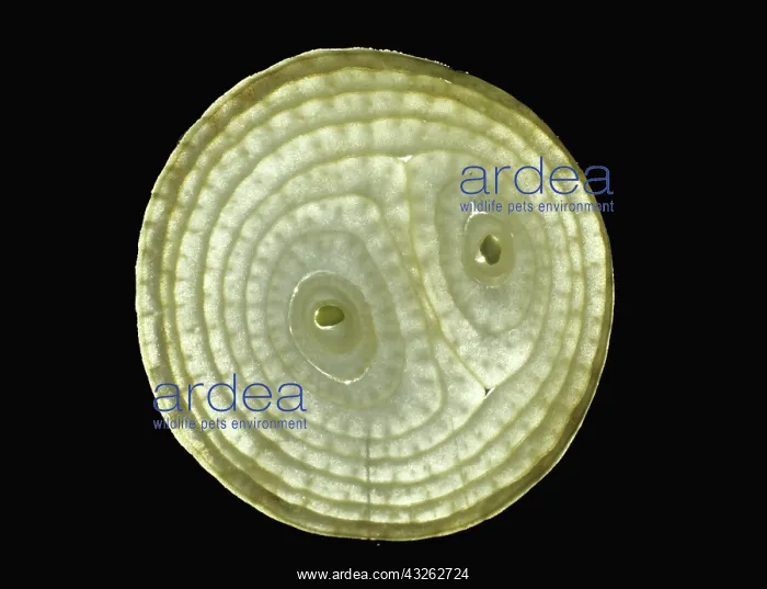 : Onion Cross Section : Onion Cross Section