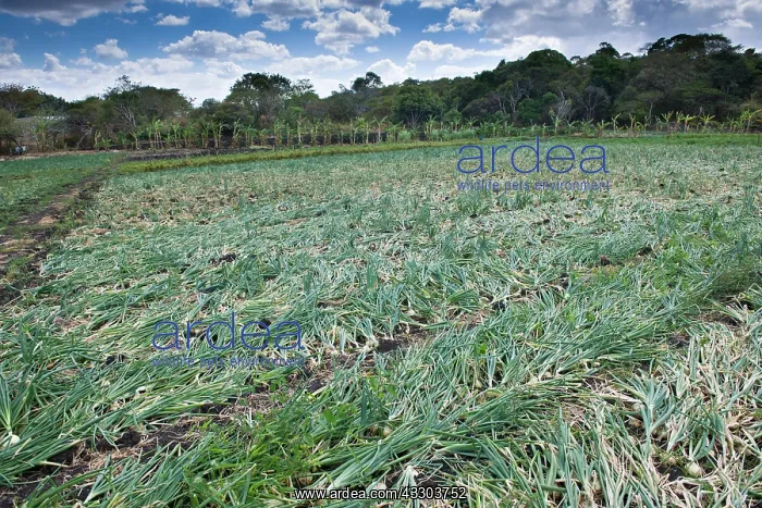 : Onion cultivation, agriculture, Terabona, northeastern : Onion cultivation, agriculture, Terabona, northeastern