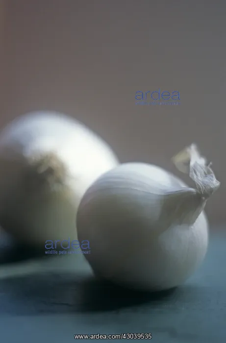: Onion, Pearl onion, Allium cepa : Onion, Pearl onion, Allium cepa