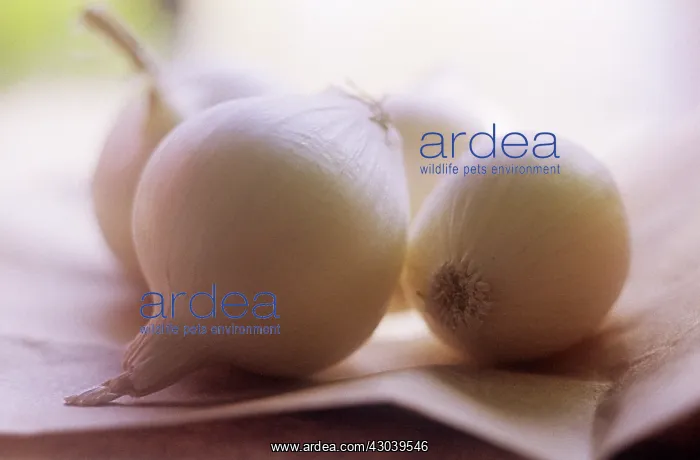 : Onion, Pearl onion, Allium cepa : Onion, Pearl onion, Allium cepa