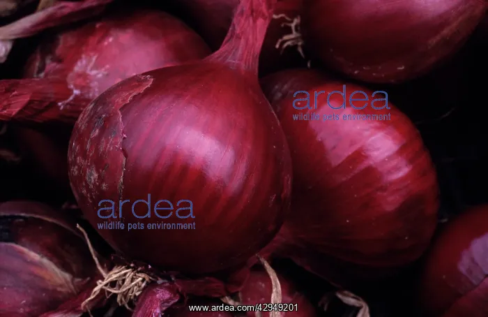 : Onion, Red onion, Allium cepa : Onion, Red onion, Allium cepa