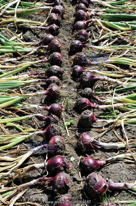 : Onion, Red onion, Allium cepa : Onion, Red onion, Allium cepa