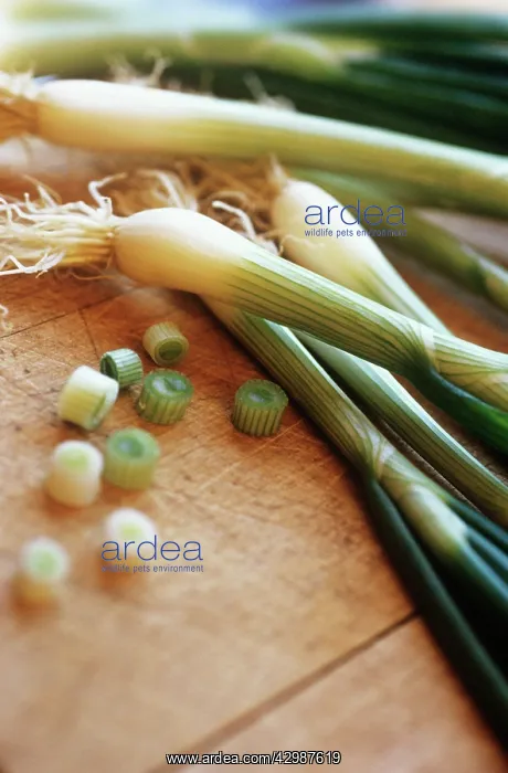 : Onion, Spring onion, Allium cepa : Onion, Spring onion, Allium cepa