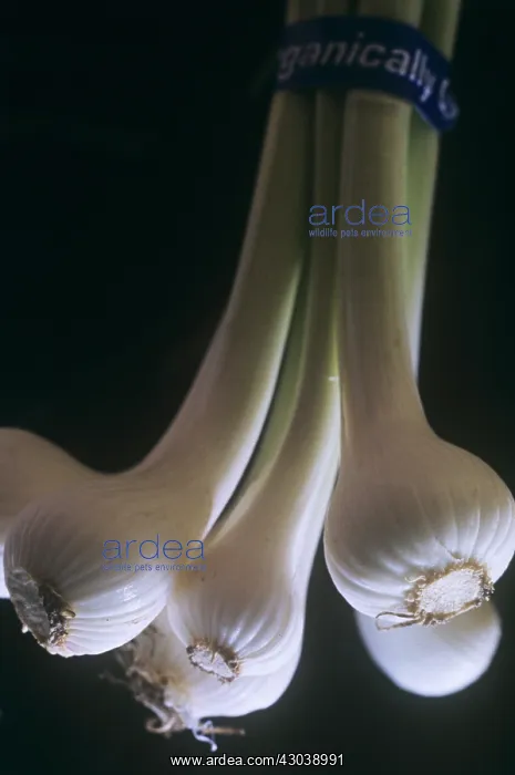 : Onion, Spring onion, Allium cepa : Onion, Spring onion, Allium cepa