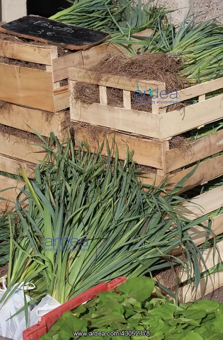 : Onion, Spring onion, Allium cepa : Onion, Spring onion, Allium cepa